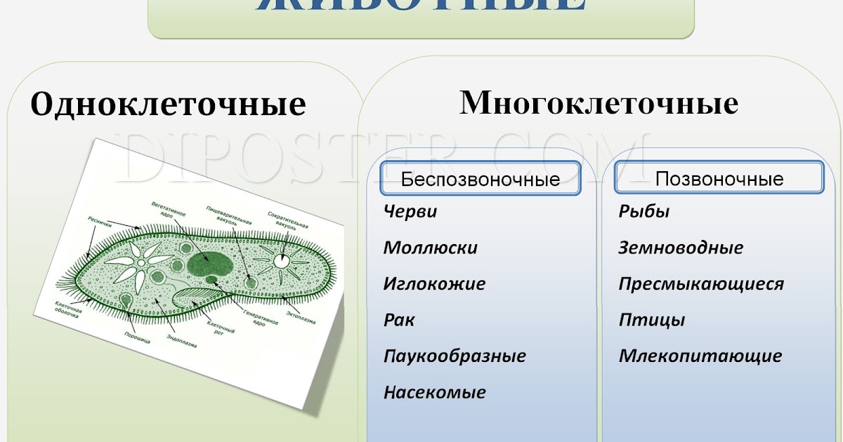 Одноклеточные и многоклеточные организмы 5 класс презентация