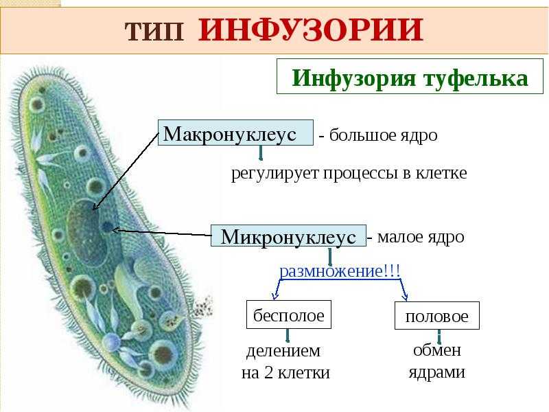 Инфузория туфелька проект