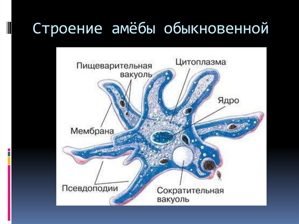 Какой процесс жизнедеятельности амебы изображен на рисунке