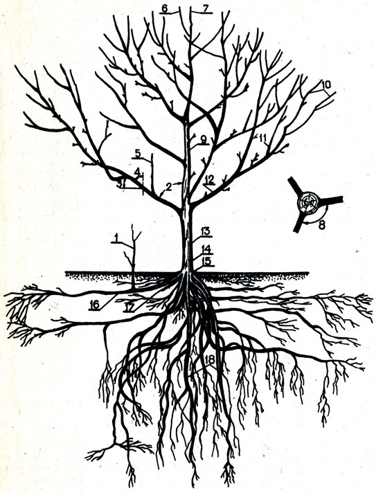 Вишневый корень. Корни яблони. Корневая система вишни схема. Корни абрикоса. Корневая система черешни.