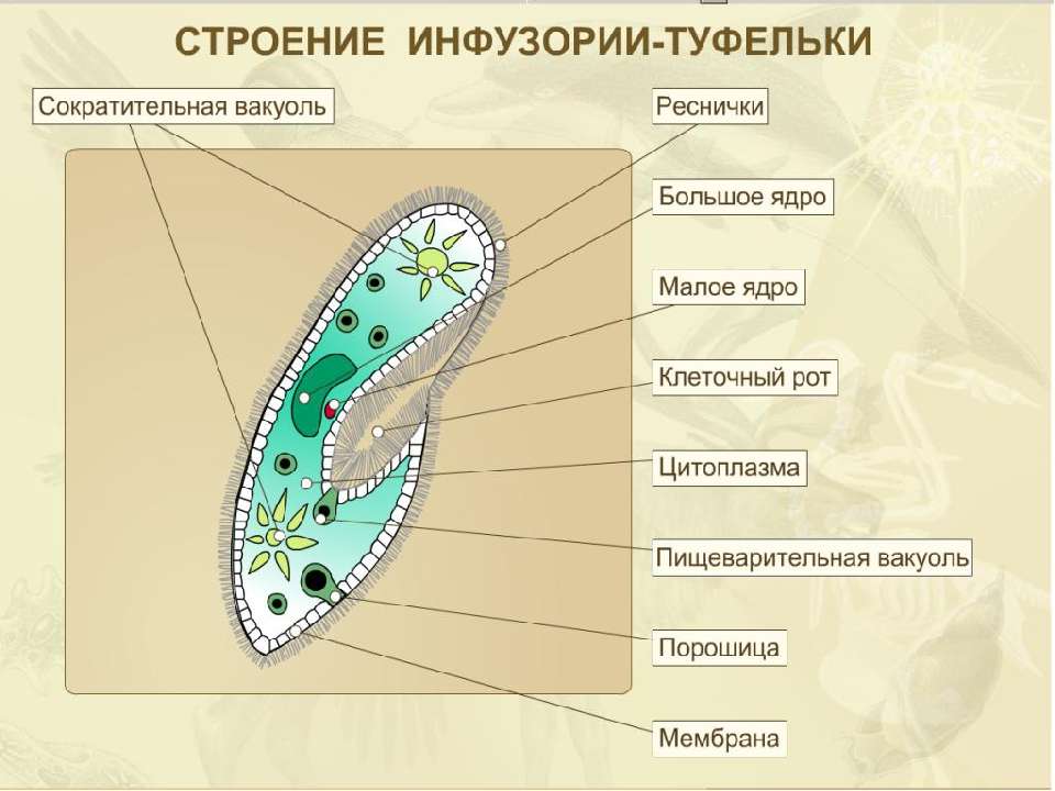 Нарисовать инфузорию туфельку биология 5 класс