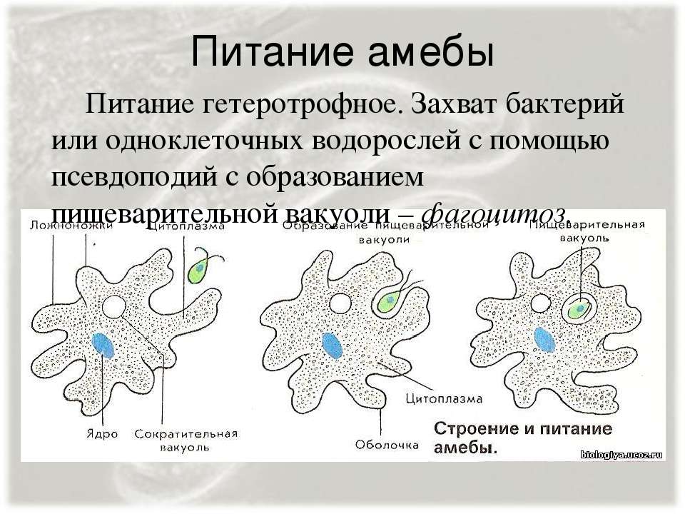 На рисунке изображен процесс происходящий с амебой при смене неблагоприятных условий