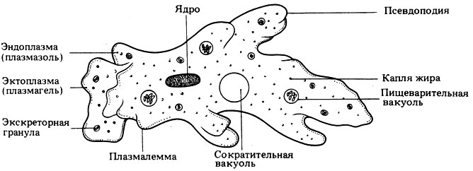 Укажите функцию органоида обозначенного на схеме строения амебы цифрой 4