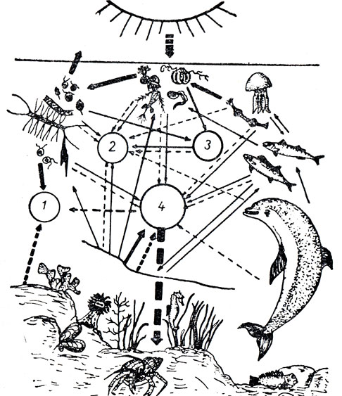 Цепь питания планктона