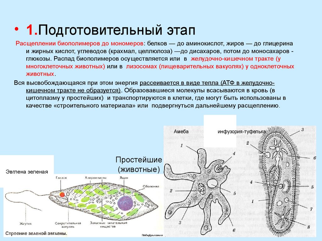 Дайте характеристику простейших