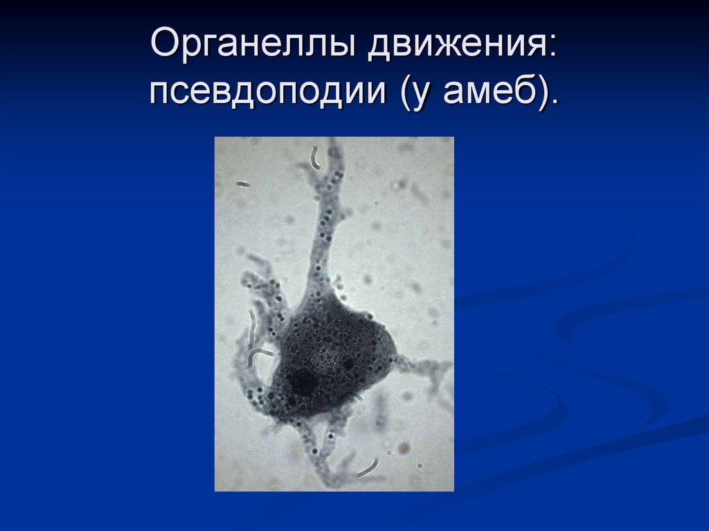 Раздражимость амебы. Органелла движения амебы. Псевдоподии это органеллы. Органелла передвижения псевдоподия. Псевдоподии движение амебы.