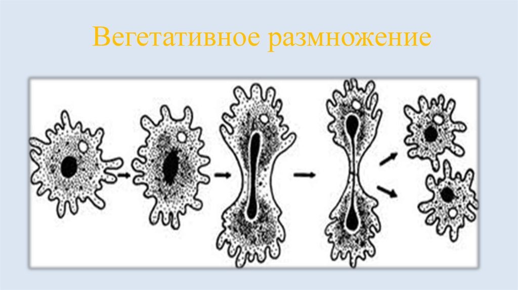 На рисунке изображено одно из проявлений жизнедеятельности амебы