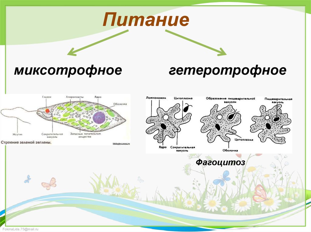 Типы питания схема биология 5 класс