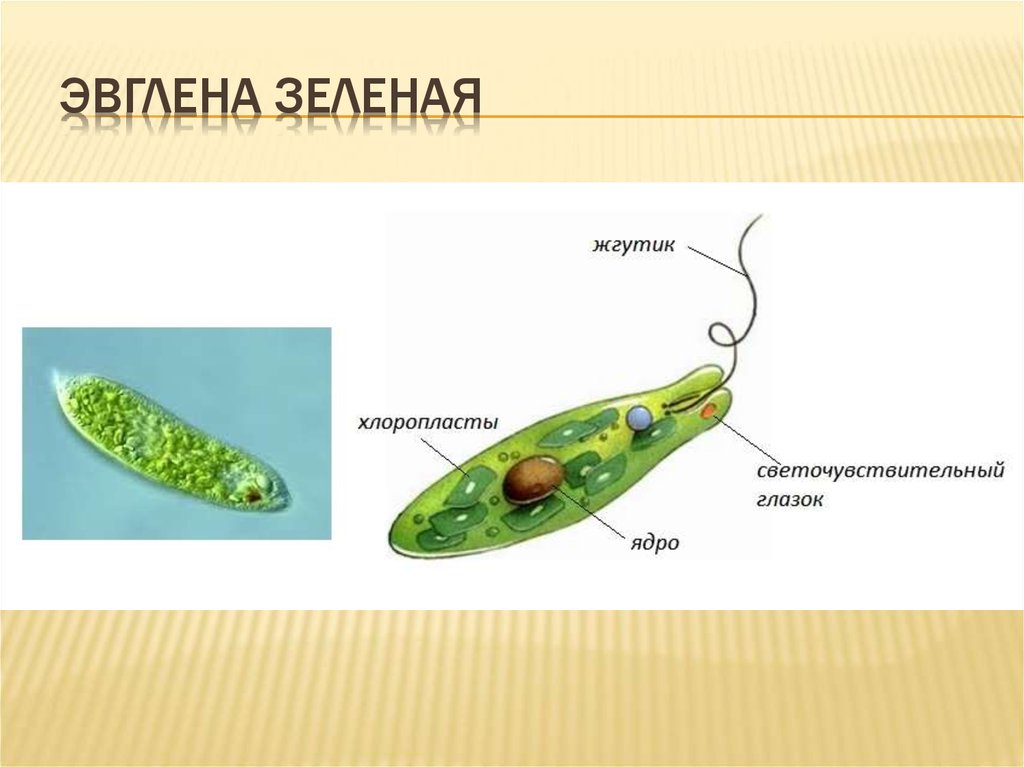 Эвглена строение рисунок