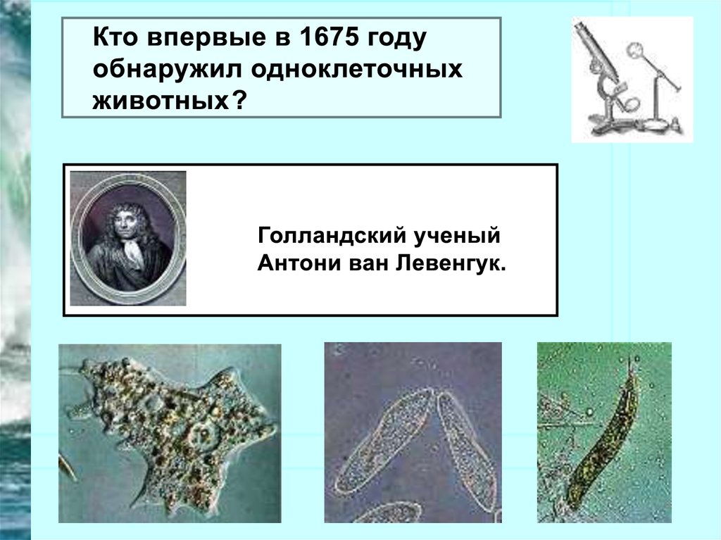 1 простейшие были открыты. Представители одноклеточных животных. Кто открыл простейшие организмы. Подвижные одноклеточные организмы. Признаки простейших.