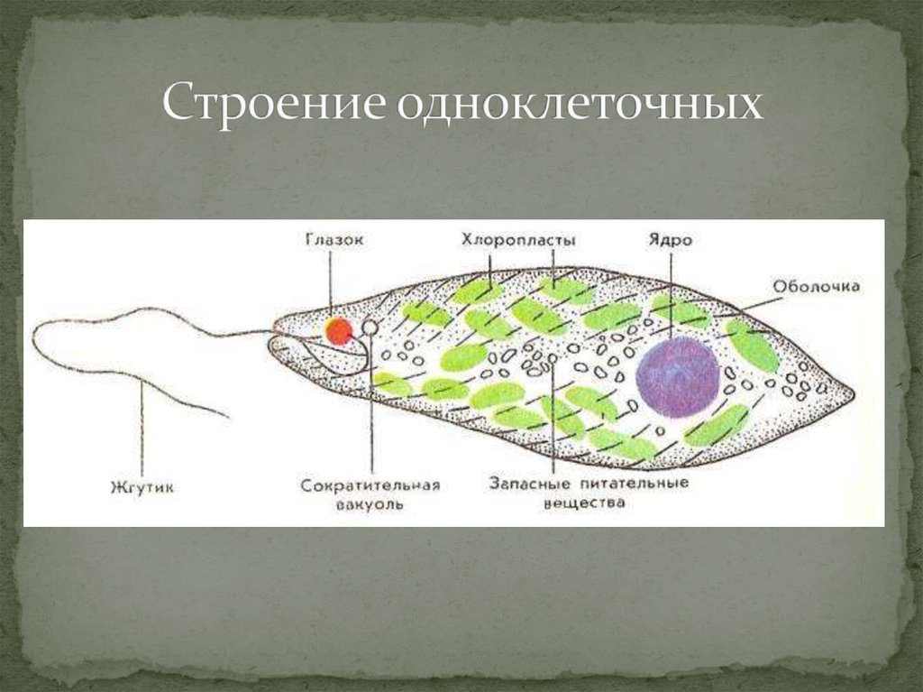 На каком рисунке изображен одноклеточный организм имеющий наиболее сложное строение