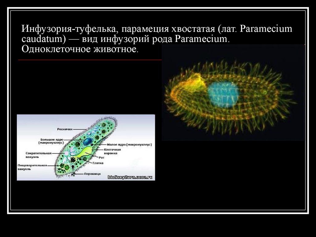 Жизнь клетки одноклеточного организма. Инфузория туфелька хвостатая. ПАРАМЕЦИЯ хвостатая. Тип питания инфузории. Одноклеточное животное инфузория.