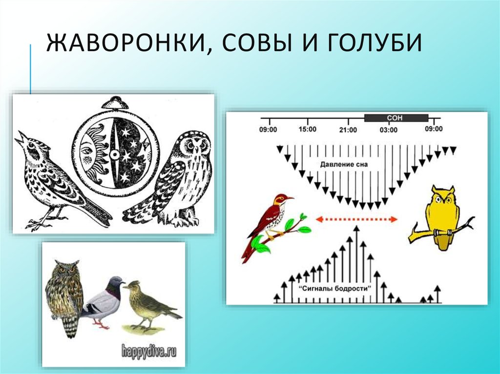 Биоритмы человека совы. Хронотип Сова Жаворонок голубь. Биоритмы Сова Жаворонок голубь. Хронотип Совы Жаворонки голуби. Жаворонки Совы и голуби хронотипы.