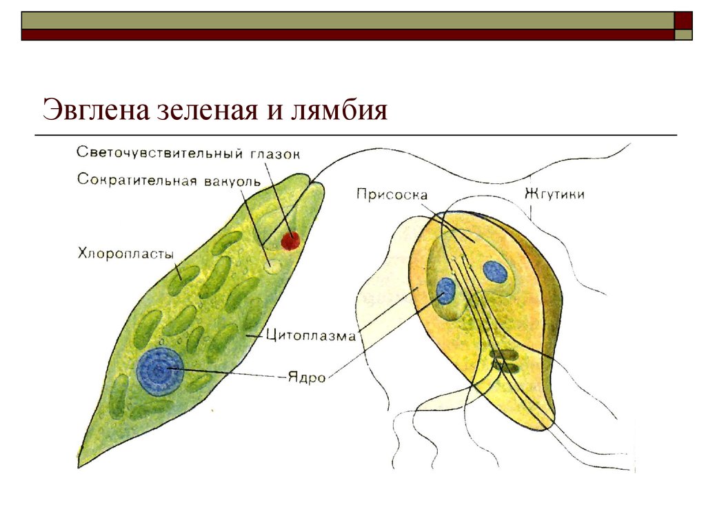 Строение эвглены зеленой рисунок с подписями 7 класс