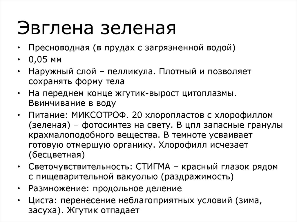 Зеленая краткое содержание. Эвглена краткая характеристика. Эвглена зеленая характеристика. Эвглена характеристика. Эвегнела зелёная характеристика.