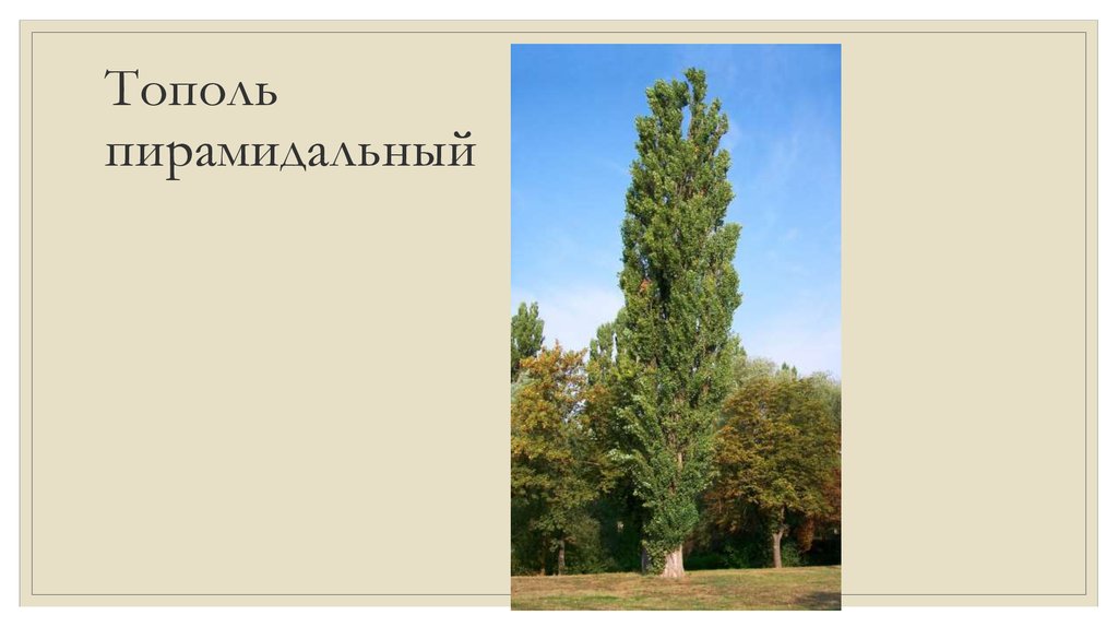 Текст пять тополей. Пирамидальный Тополь Кипарис. Тополь пирамидальный Populus pyramidalis. Тополь пирамидальный серебристый. Тополь Советский пирамидальный.