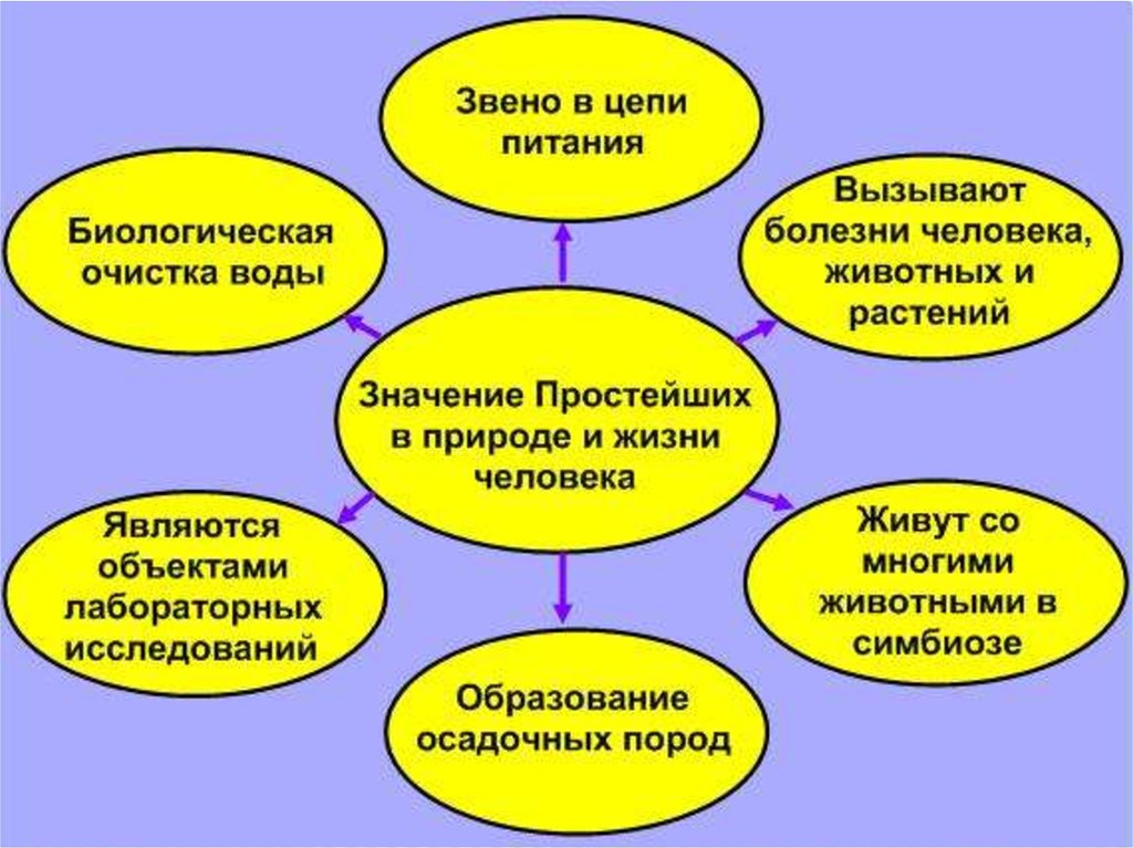 План значение простейших в природе и в жизни человека