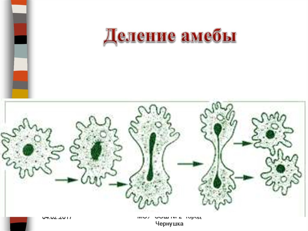 Размножение делением. Деление амебы это бесполое размножение. Размножение амебы. Бесполое размножение амёбы. Размножение амёбы обыкновенной.