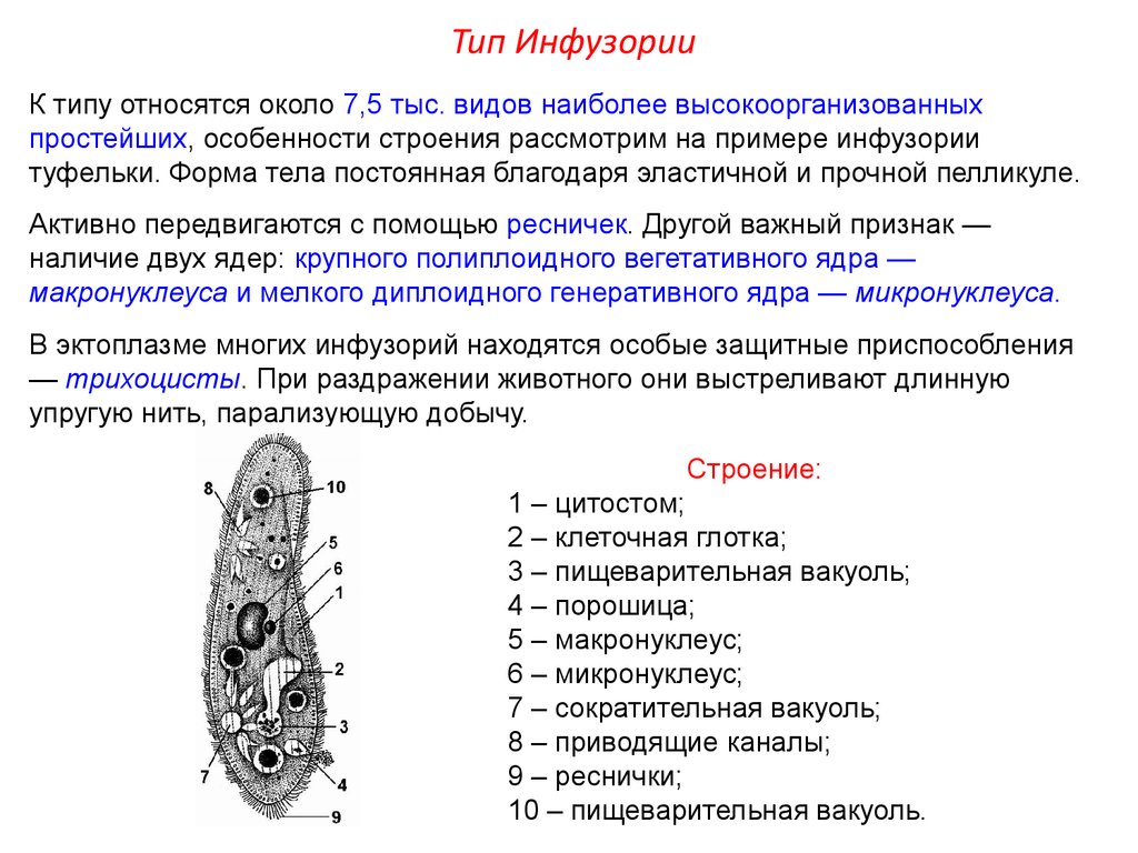 Простейшие кратко. Общая характеристика простейших инфузории туфельки. Тип инфузории или Ресничные. Общая характеристика инфузории туфельки 7 класс. Характеристика класса Ресничные инфузории.