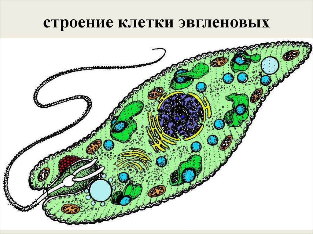 Какие структуры клетки эвглены зеленой обозначены на рисунке