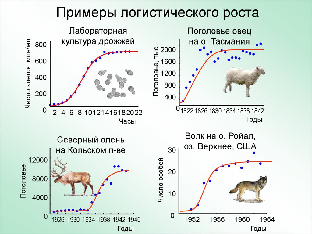 Как изменится численность мышей и коз