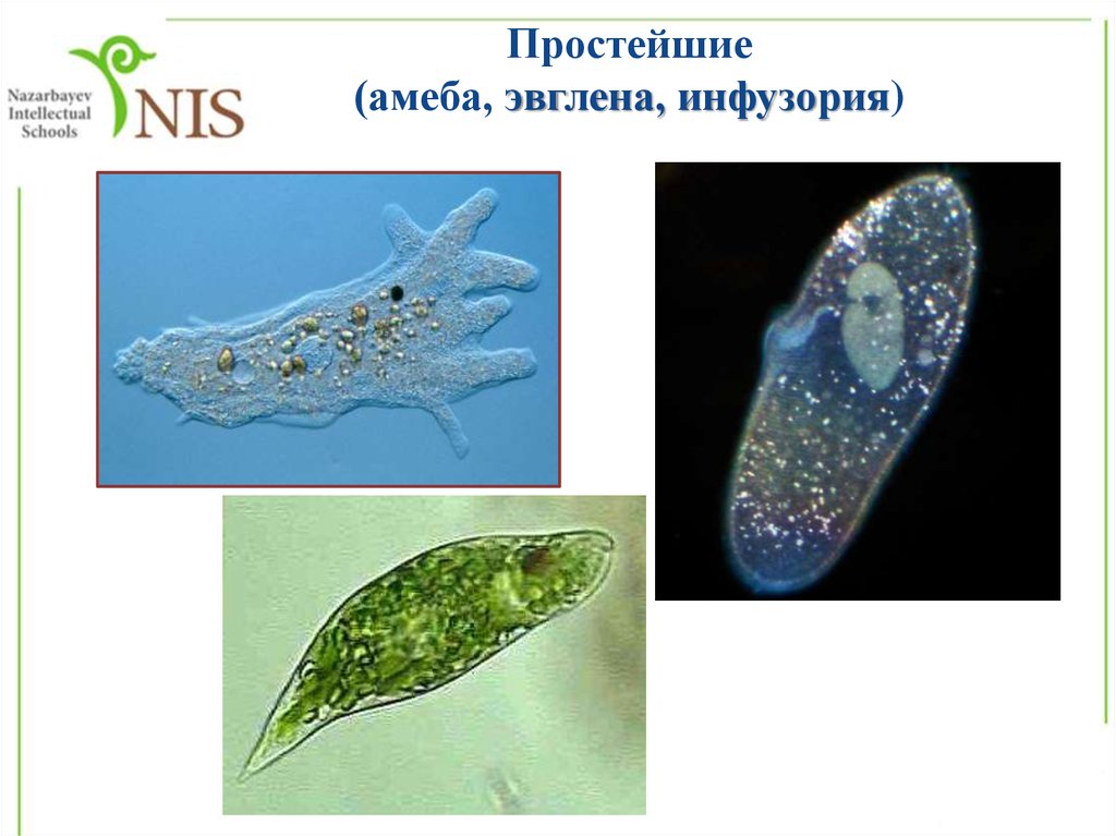 Фото амебы и эвглены