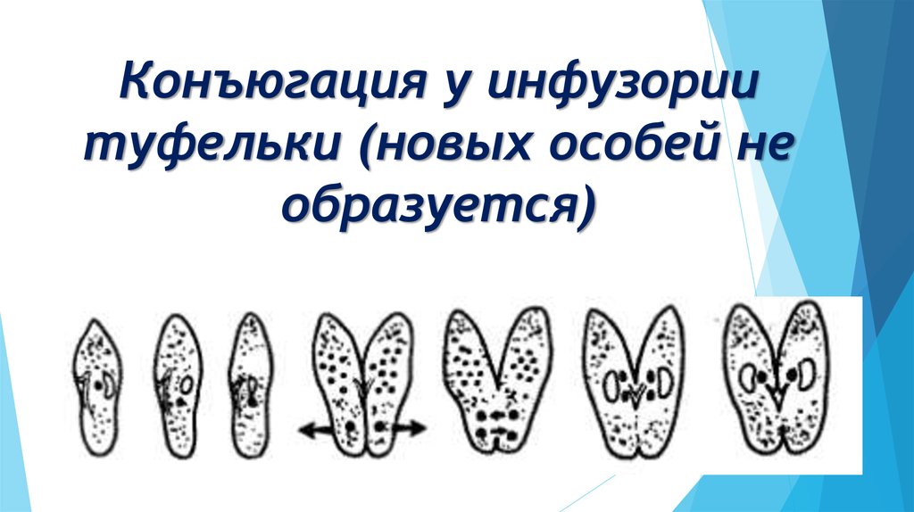 Конъюгация деление. Инфузория-туфелька RJY.UFWBZ. Процесс конъюгации инфузории туфельки. Конъюгация инфузории туфельки схема. Инфузория туфелька размножение конъюгация.