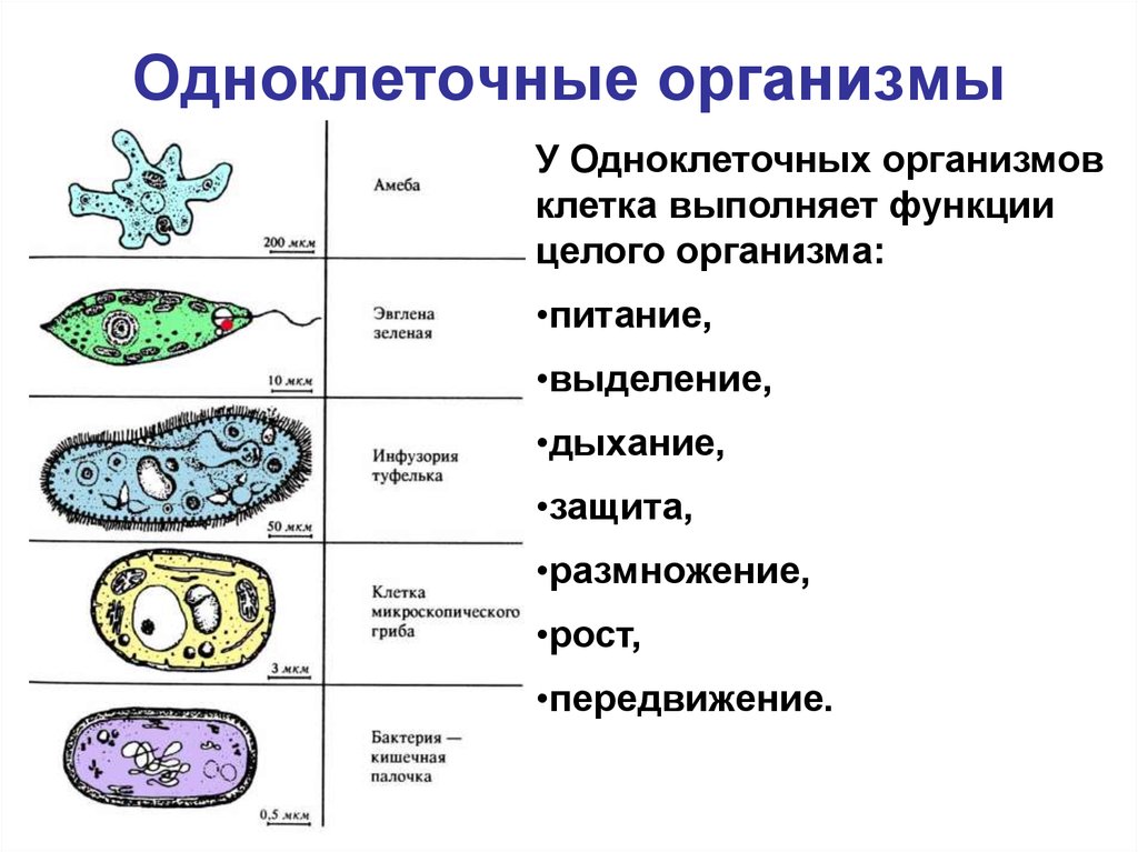 Нарисовать простейшие по биологии