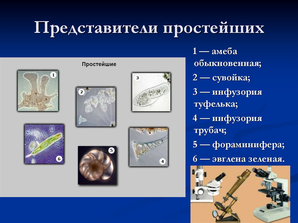 Простейшие представители. Представители простейших. Виды простейших. Тип простейшие представители. Основные виды простейших.