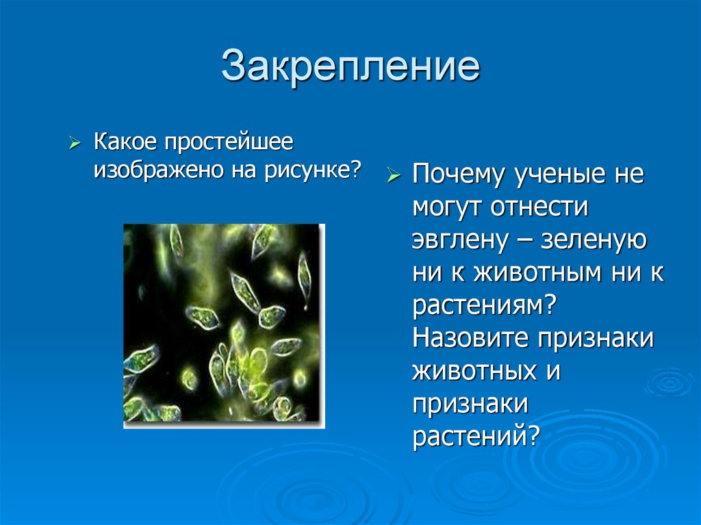 Относится почему и. К животным или растениям относятся эвглена зеленая. Признаки эвглены зеленой. Эвглена зеленая относится к царству животные.. Эвглену относят к царству.