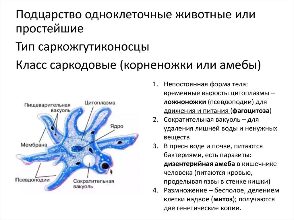 Подцарство одноклеточные