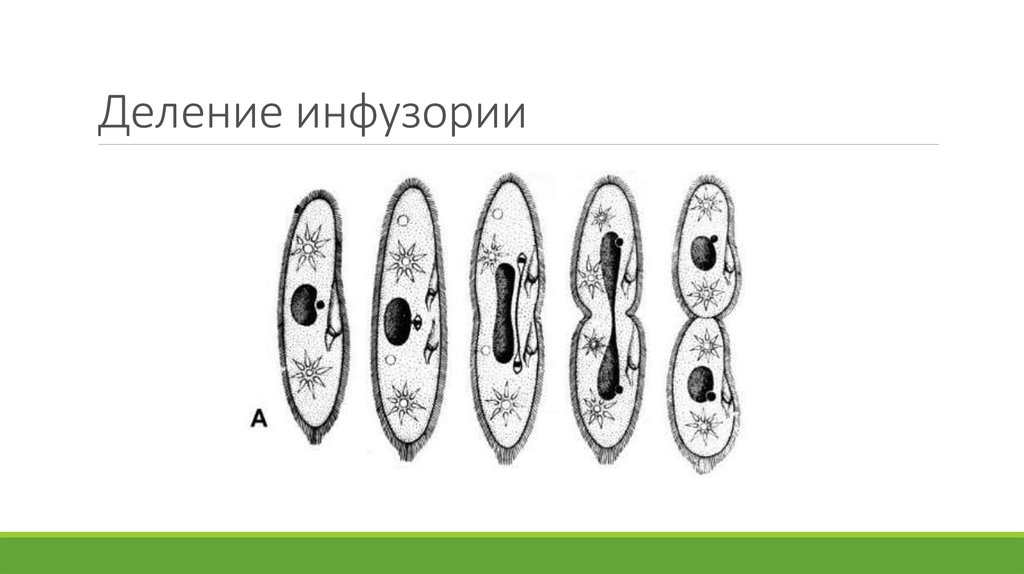 На рисунке изображено одно из проявлений жизнедеятельности инфузории туфельки какое общее