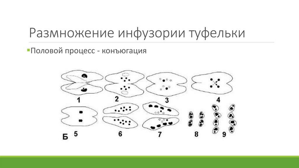 Конъюгация инфузорий. Размножение инфузории туфельки схема. Размножение инфузории туфельки конъюгация. Жизненный цикл инфузории туфельки схема. Инфузория туфелька размножение конъюгация.