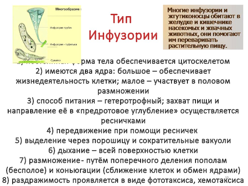 Непереваренные остатки пищи накапливаются в