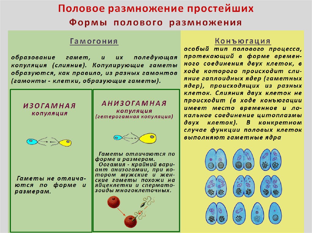 Назвать признаки полового размножения. Формы полового размножения простейших. Размножение простейших. Способы размножения простейших. Половое размножение простейших.