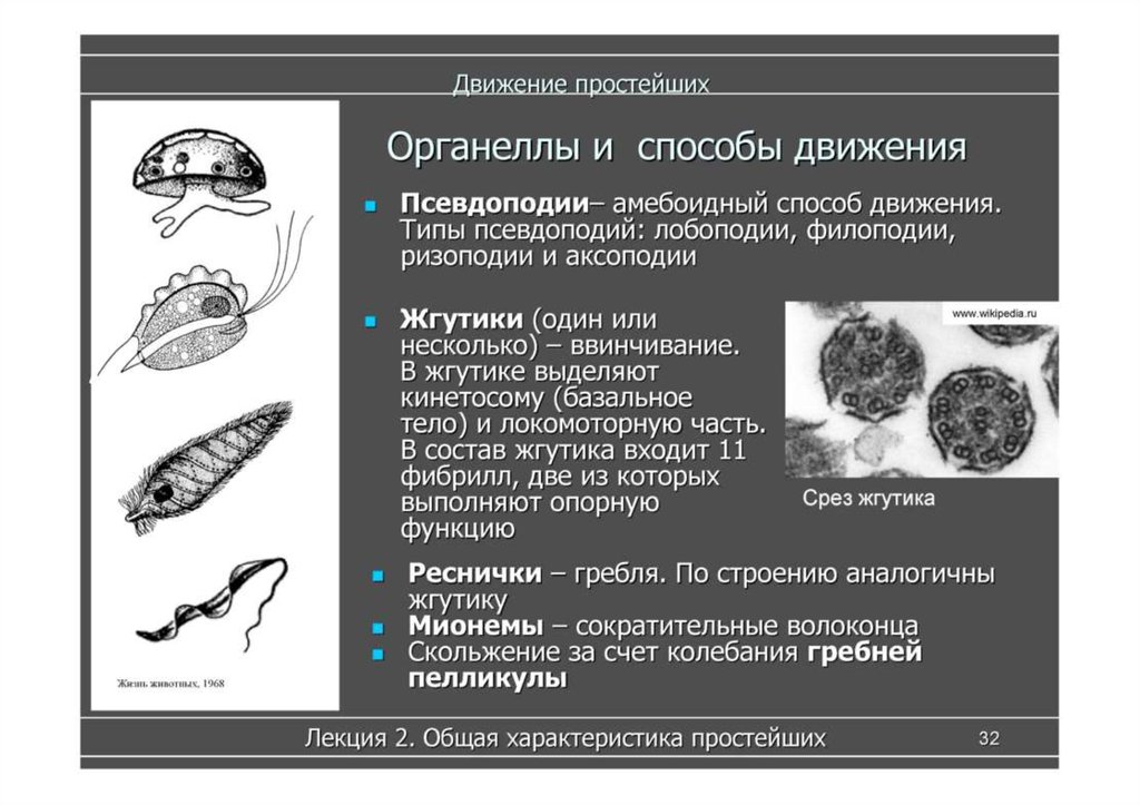 Многообразие и значение простейших в жизни человека. Органеллы движения простейших. Типы движения.. Способы передвижения простейших. Органеллы движения псевдоподии. Органоиды движения простейших.