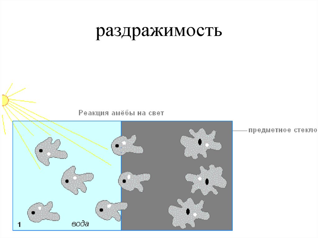 В изображенном на рисунке опыте экспериментатор разместил источник света над водой с живыми амебами