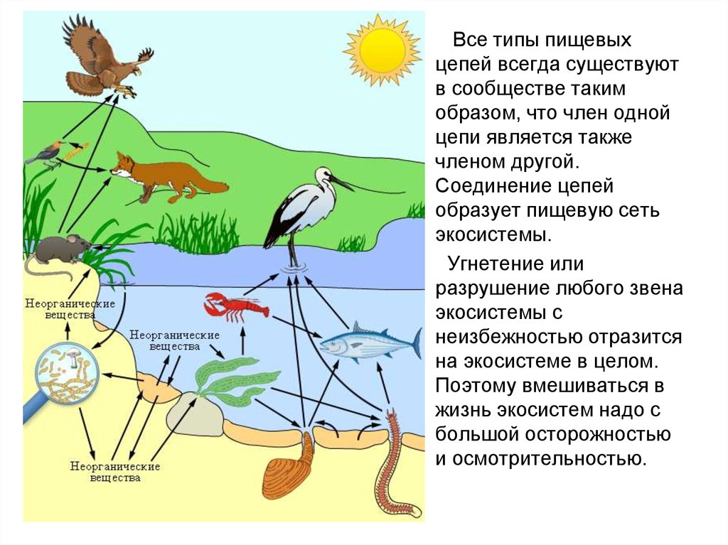 Составление схем передачи веществ и энергии цепей питания практическая работа с ответами по биологии