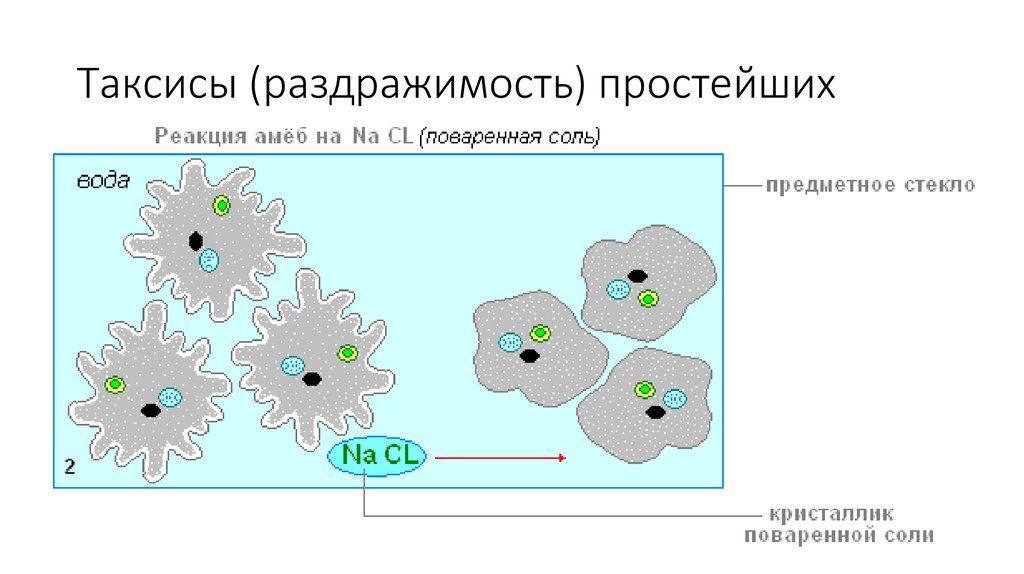 На рисунке изображено одно из проявлений жизнедеятельности амебы огэ по биологии