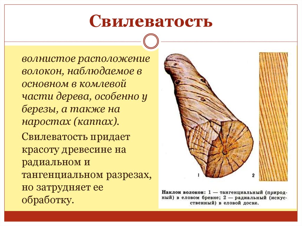 Свилеватость древесины фото