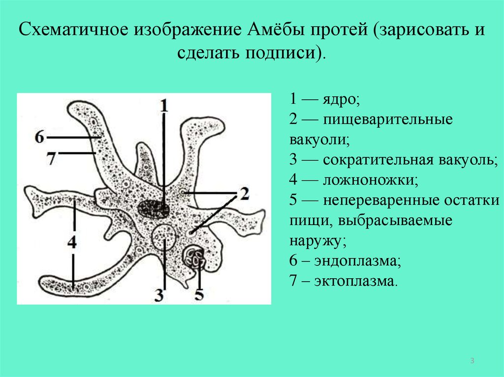 Что обозначено на рисунке цифрой 3 ложноножка цитоплазма пищеварительная вакуоль