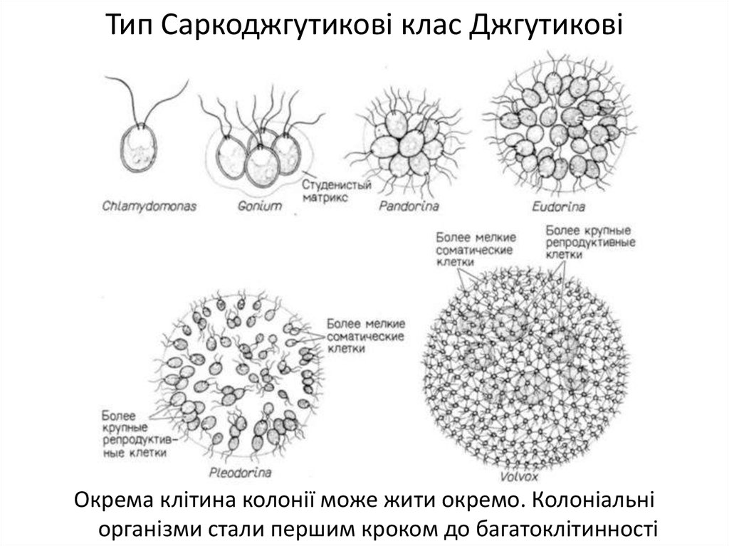 Организм имеющий колониальное строение. Строение колонии вольвокса. Вольвокс строение. Вольвокс схема строения. Вольвокс стенка колонии строение.