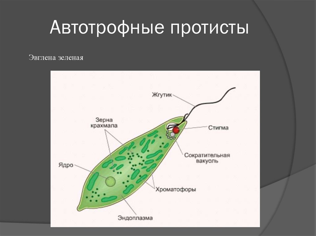 Класс жгутиковые презентация