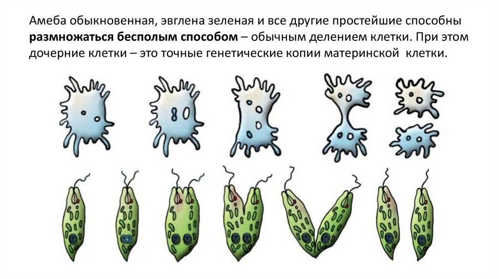 Используя картинки укажи способ размножения при котором потомство более разнообразно