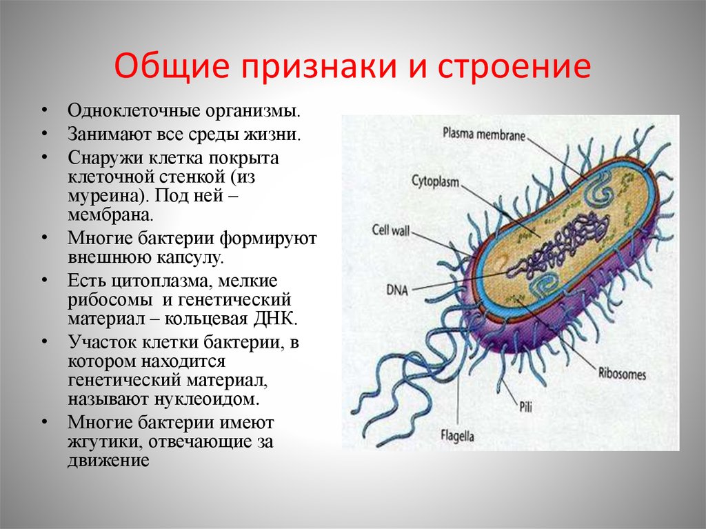 Презентация по биологии 6 класс общая характеристика бактерий