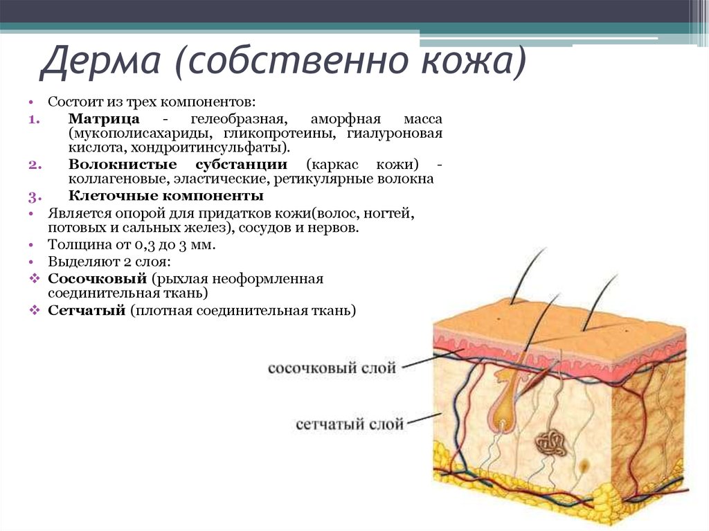 Рассмотрите рисунок строения кожи какое образование кожи обозначено цифрой 1 потовая железа