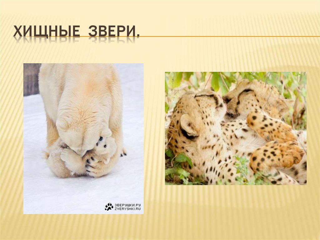 Будем хищного зверя. Хищные животные примеры. Доклад про хищных животных. Животный мир презентация. Хищные животные 3 класс.