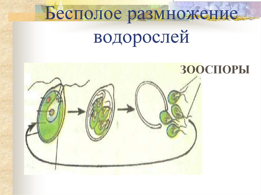 Бесполое размножение рисунок