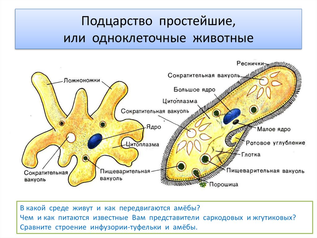 Общий план строения простейших