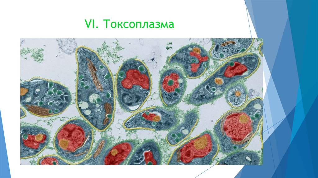 Простейшие паразиты презентация 7 класс